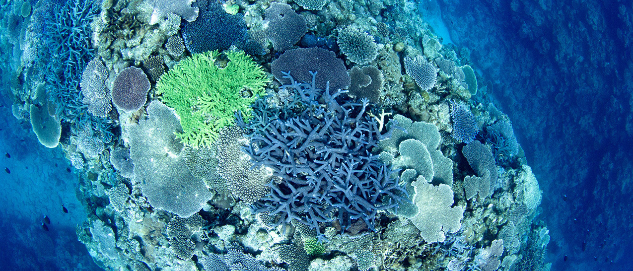 coralgarden