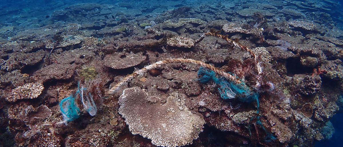 サンゴに絡まるゴミ