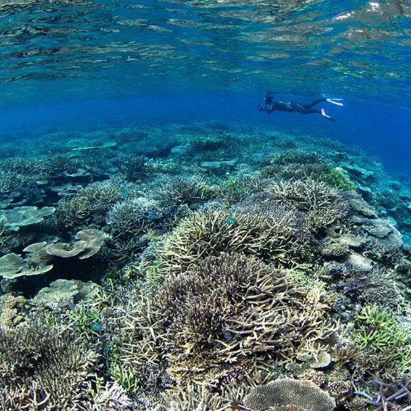 加計呂麻島シュノーケリング