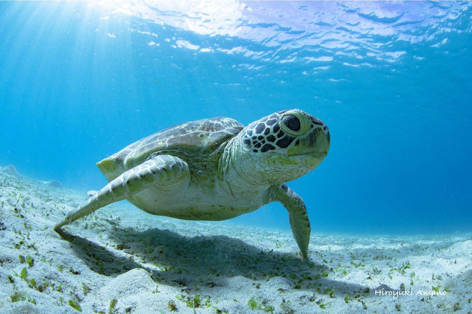 ウミガメポストカード