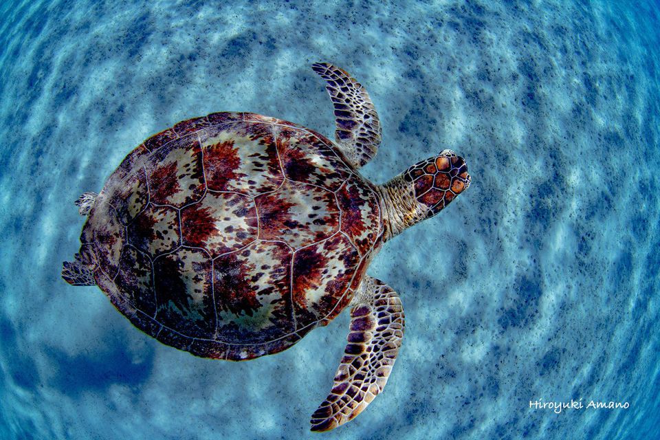 ウミガメポストカード