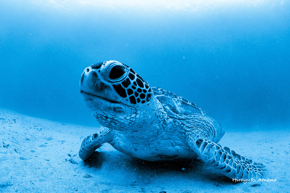 加計呂麻島アオウミガメ