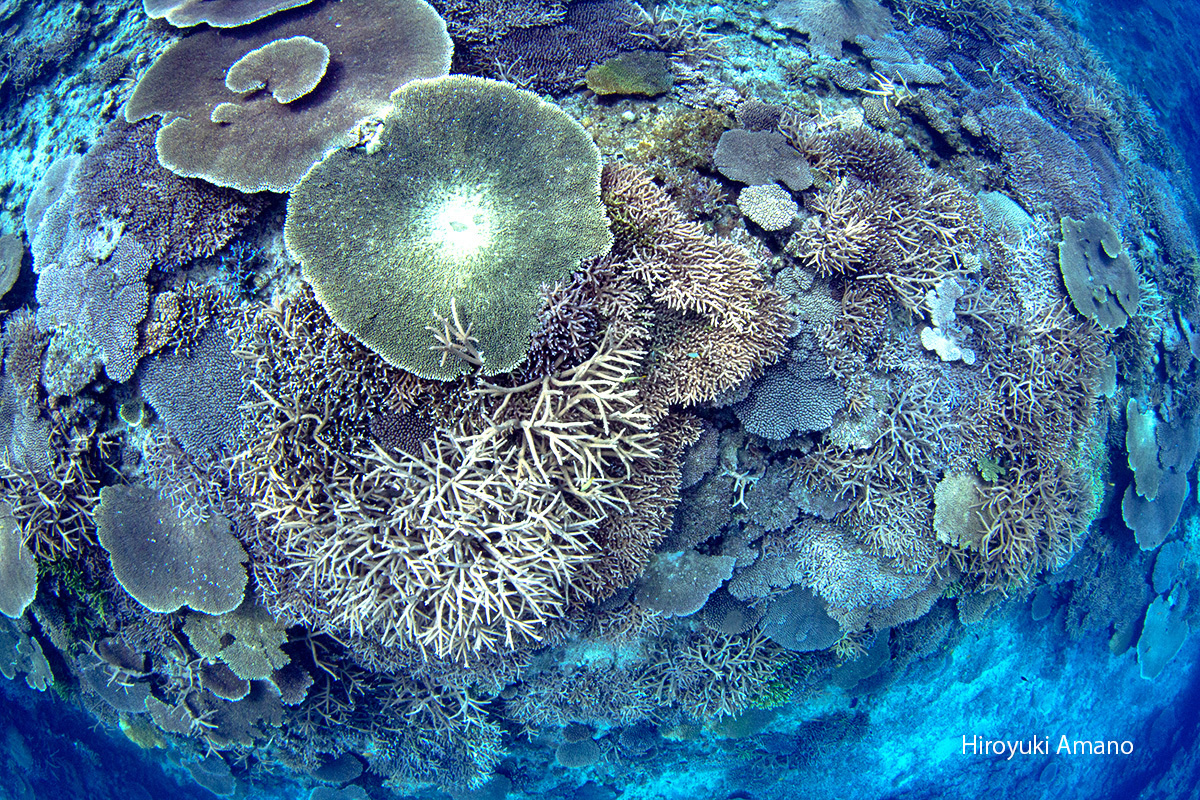 加計呂麻島サンゴ礁
