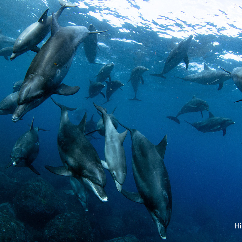 ミナミハンドウイルカ 御蔵島