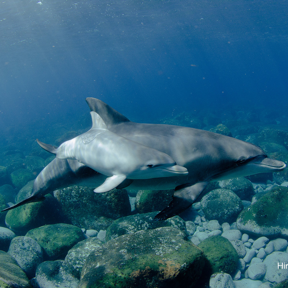 赤ちゃんイルカ 御蔵島