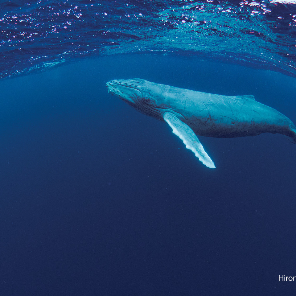 ザトウクジラ 奄美諸島