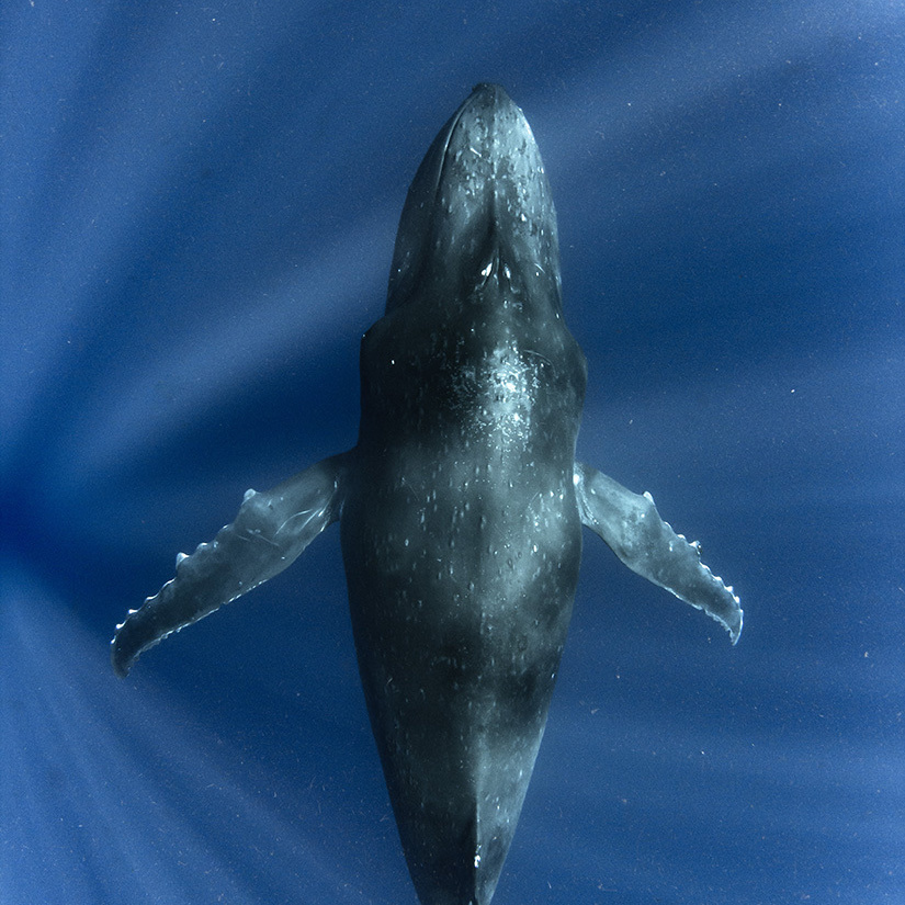 Humpback Whale TONGA