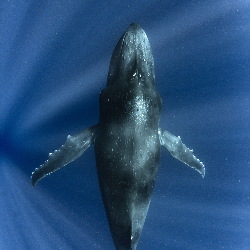 Humpback Whale　TONGA