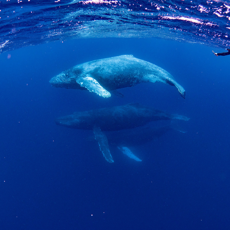 ザトウクジラ 奄美諸島