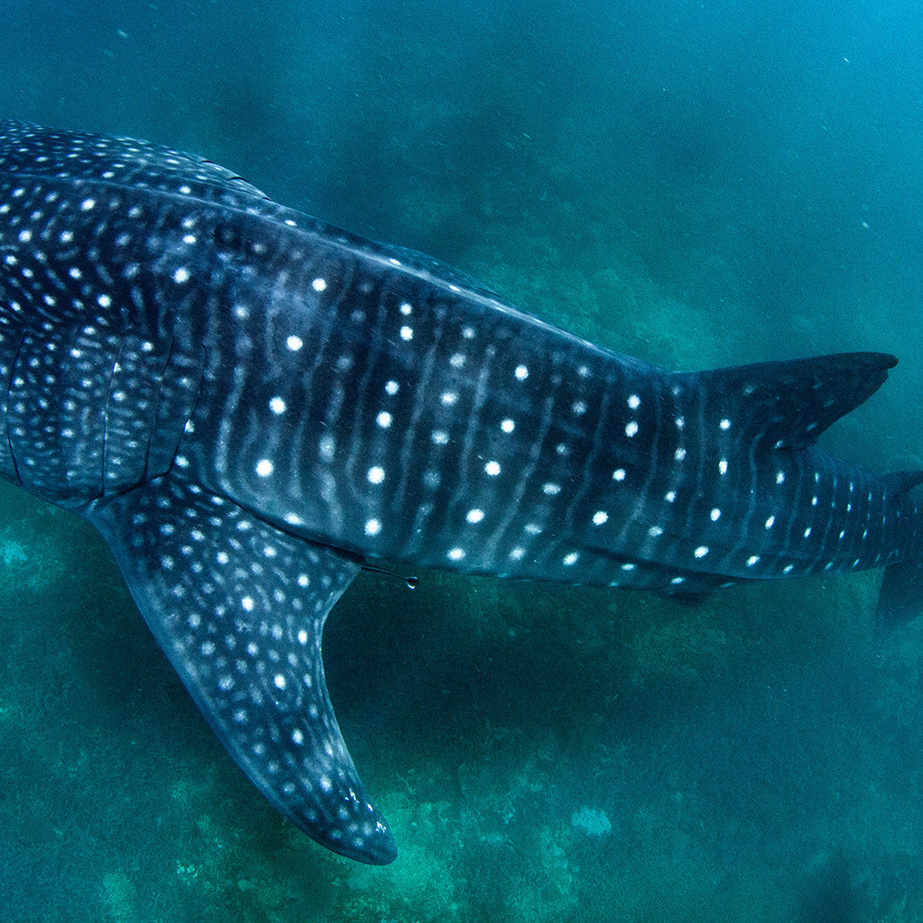 Whale shark　Philippines