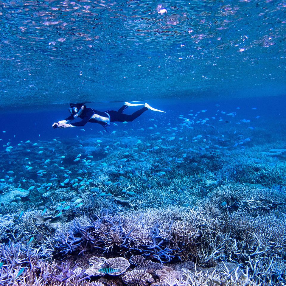 加計呂麻島サンゴ礁
