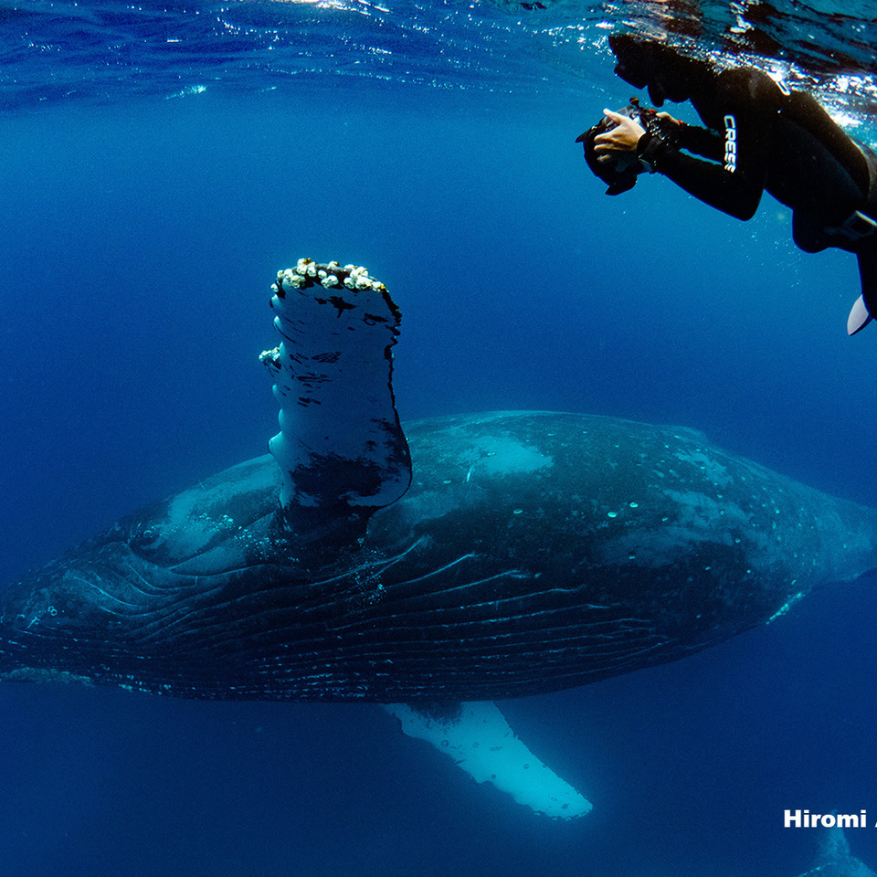 ザトウクジラ 奄美諸島