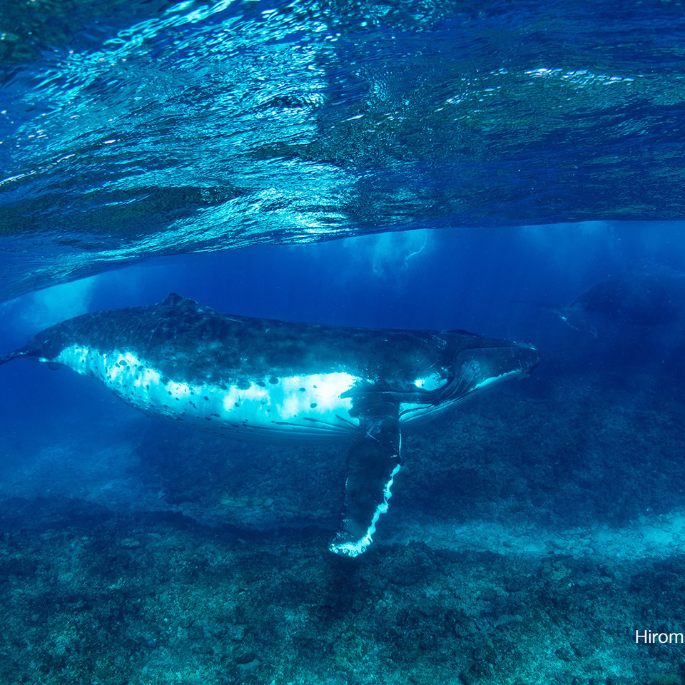 Humpback Whale　TONGA