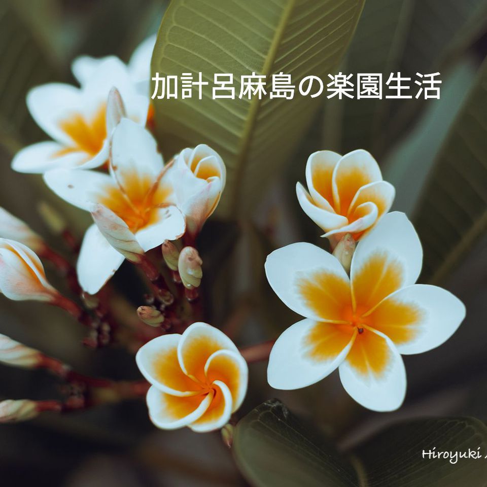 加計呂麻島の楽園生活ブログ