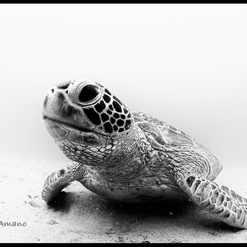 Green Sea Turtle