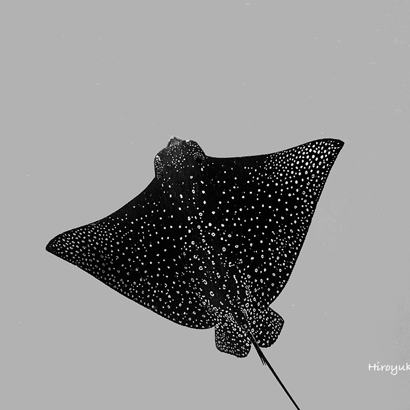 Spotted Eagle Ray