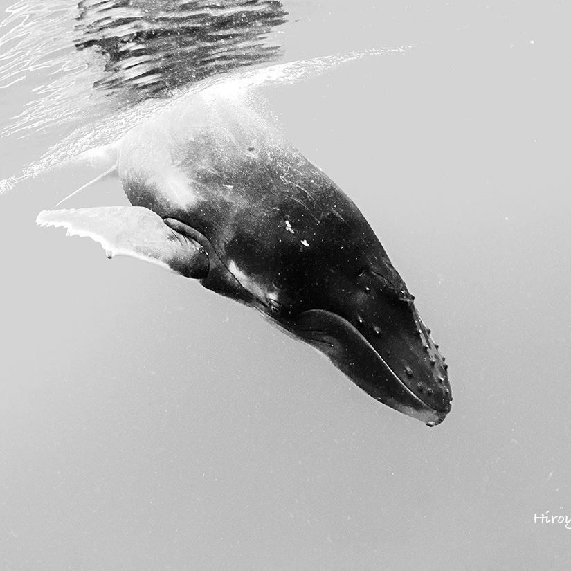 Humpback Whale