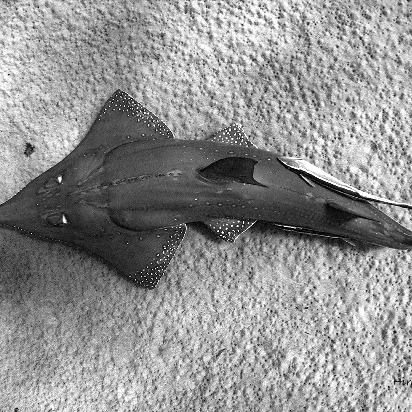 トンガチサカタザメ