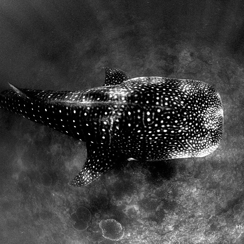 Whale Shark