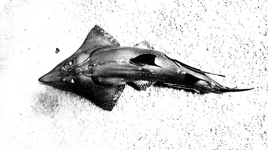 UnderwaterArt_Gallery