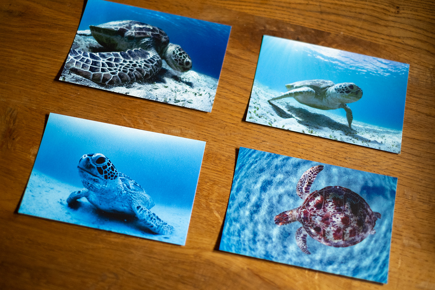 加計呂麻島アオウミガメのポストカード発売