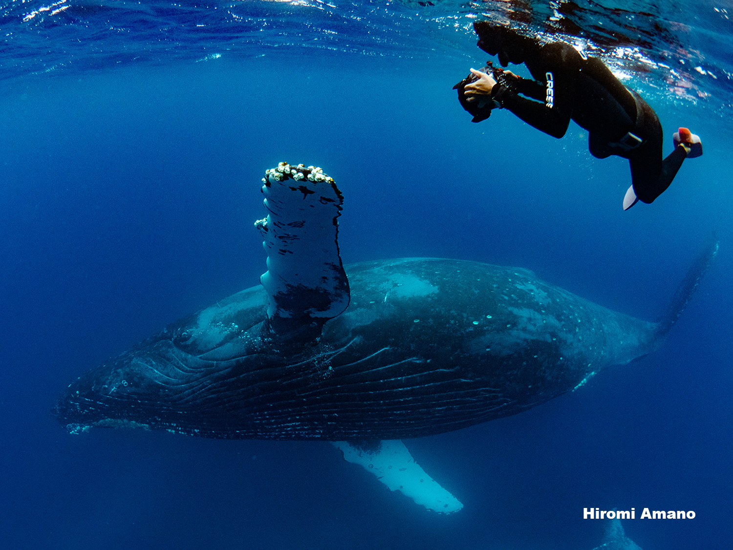 クジラ・イルカ海洋哺乳類と泳ぐために